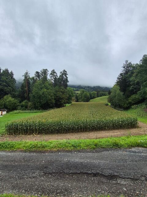Silomais ab Feld
