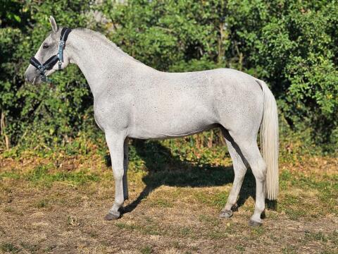 Lipizzaner-Stute, geritten, gefahren