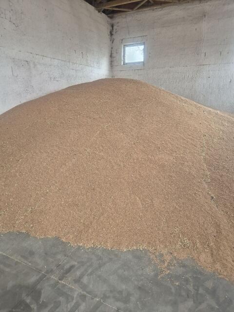 Bio-Triticale