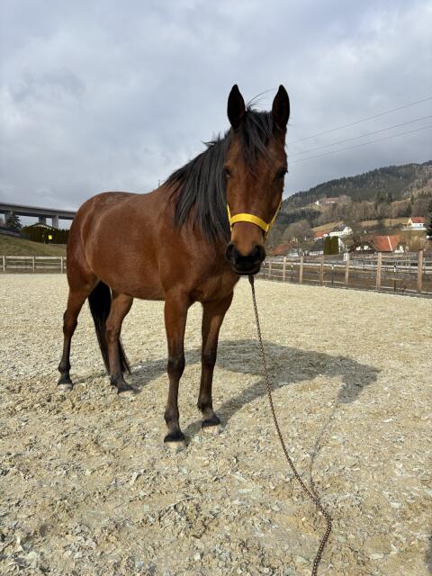 Beisteller Pferd