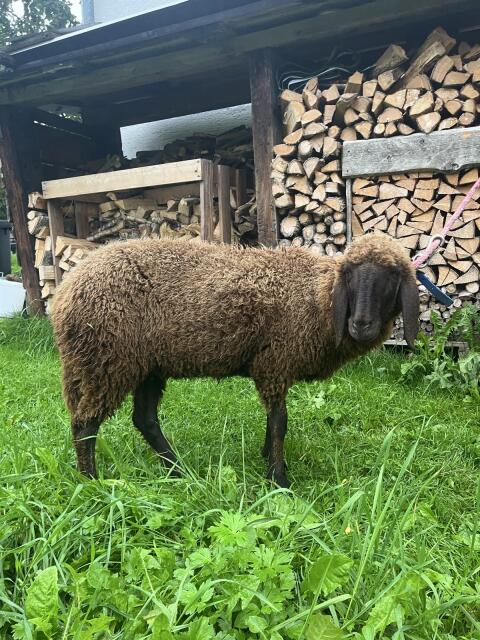 Braunes Bergschaf
