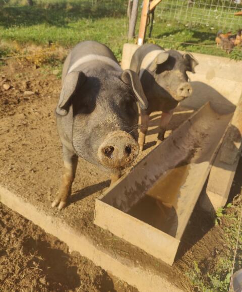 2 fertig gemästete Schweine aus Freilandhaltung