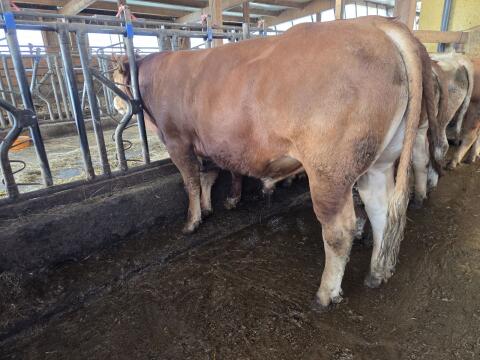 Limousin-Stiere