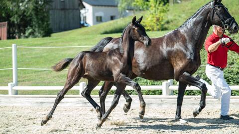 Vitalia GW, österr. Warmblut-Stute