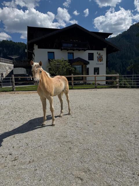 Haflinger Stutfohlen