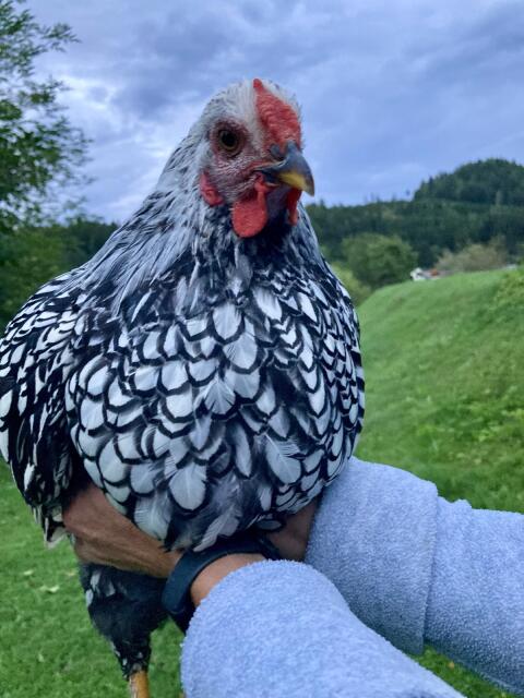 Schöne Junghähne