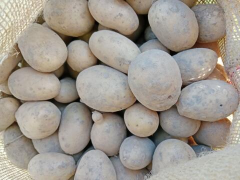 Futterkartoffeln