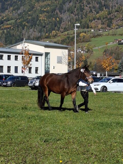 Noriker Stute