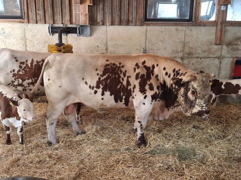 PSR-Stier