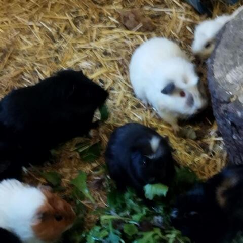 Meerschweinchen