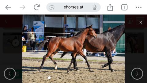 Elite-Hengstfohlen von Grey Tonic, österr. Warmblut