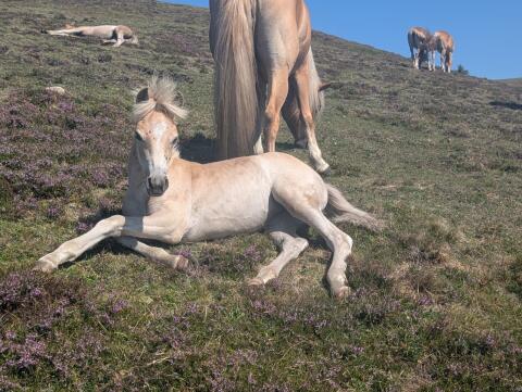 Verkaufe 2 Haflinger Stuten