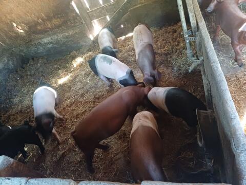 Schwäbisch Hällisch x Duroc Ferkel