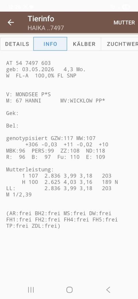 Zuchtkälber weiblich