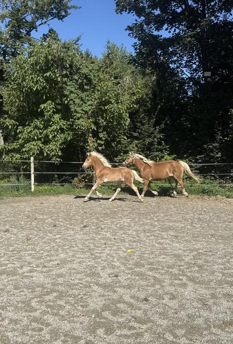 Bewegungsstarkes Haflingerstutfohlen aus Top-Abstammung
