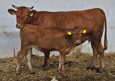 Wagyu Red Kuh Fullblood (Akaushi) Herdbuch