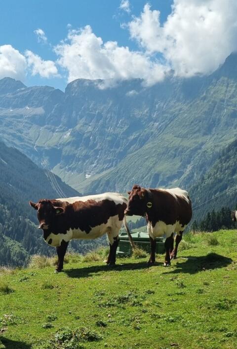 Pinzgauer Kühe