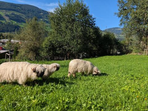 Walliser Schwarznasenschafe