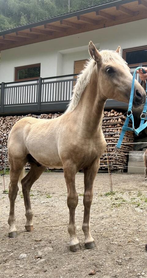 SAKARI, Haflinger-Hengstfohlen (Sommerhit)