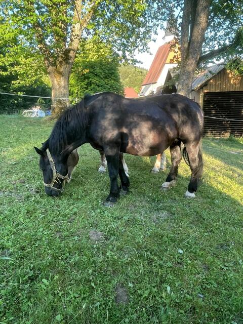 Rappstute Mona sucht neues Zuhause