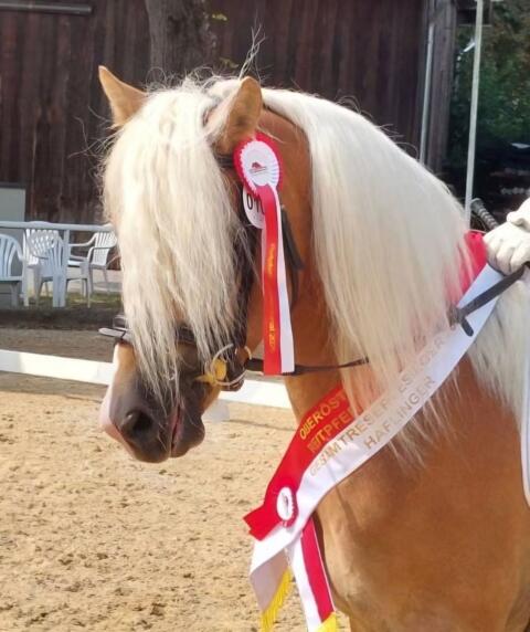Amsterdam-JB, Haflinger Hengst zu verpachten