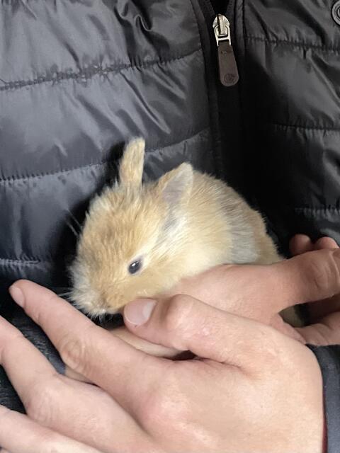 Kaninchenbabys abzugeben