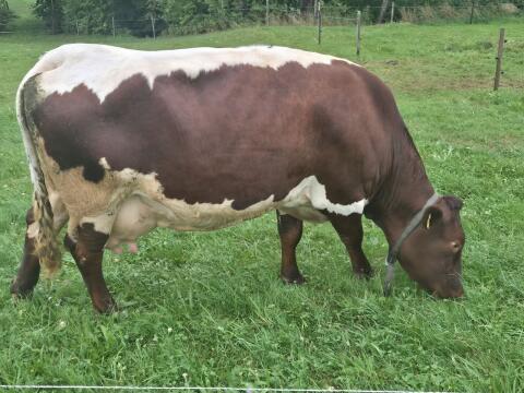 Reinrassige Pinzgauerkuh mit Kalb