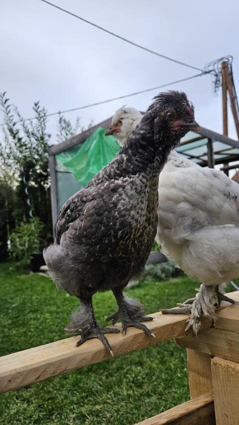 Zwergseidenhuhn Sperber oder Sussexmix