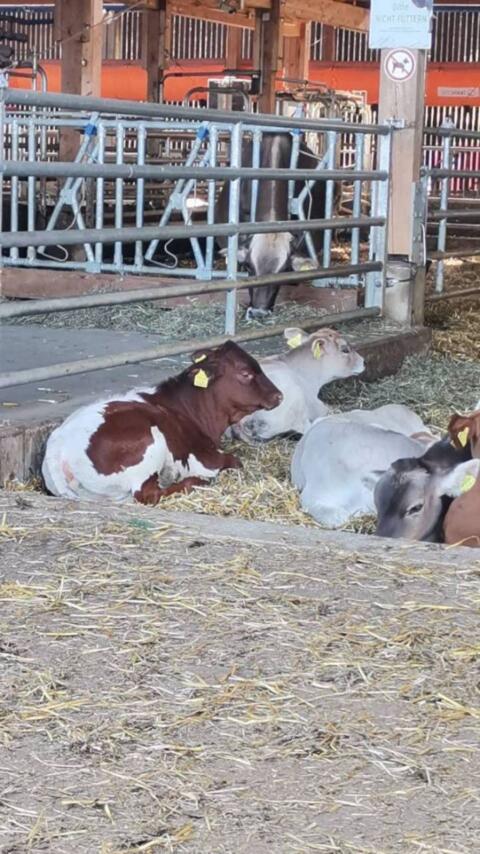 Suche männliches Blonde d’Aquitaine Kalb