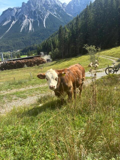 Genetisch hornloser Stier