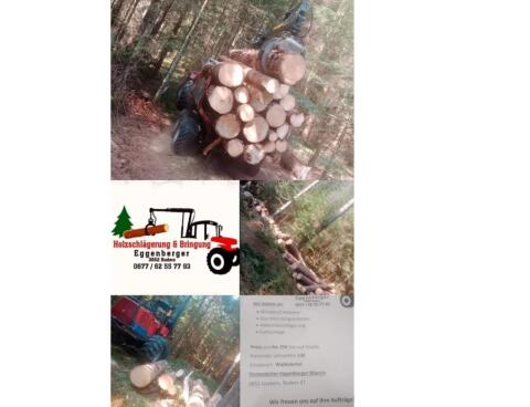 Holzschlägerung und Bringung