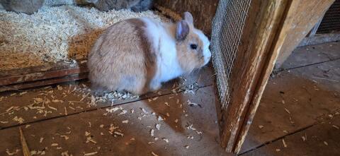 Junge Kaninchen