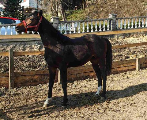 Junger Hengst Mero – KWPN × Trakehner – zu verkaufen