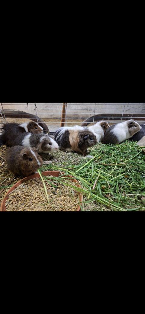 Meerschweinchen