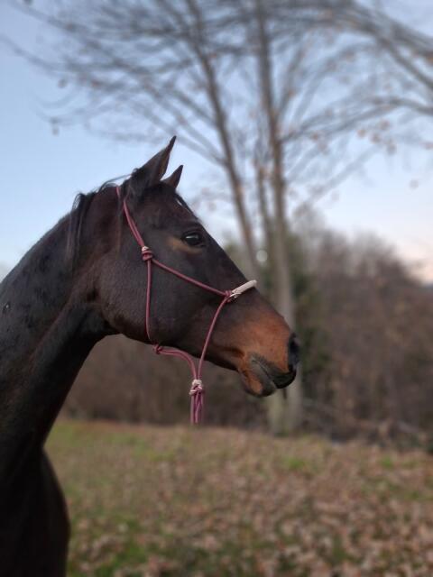 Polnisches Warmblut