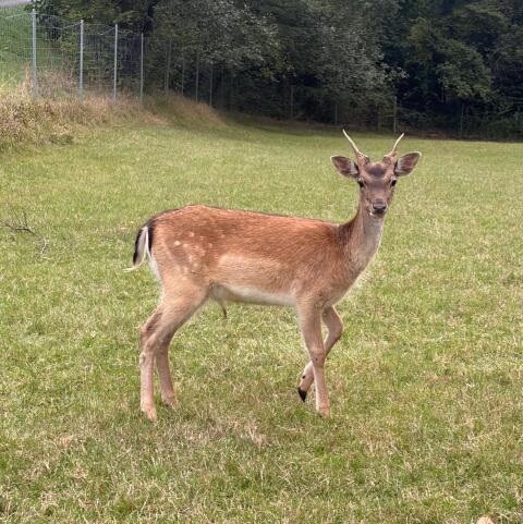 1-jähriger Damhirsch für Zucht abzugeben