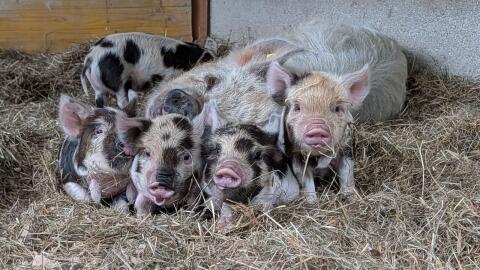KuneKune-Ferkel mit HB