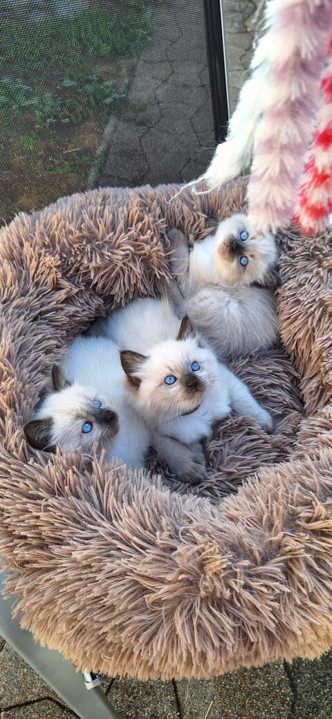 Ragdoll-Katzenbabys