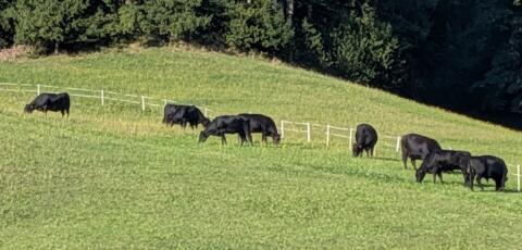 Mehrere Angusrinder im Oktober/November 2026 zu verkaufen