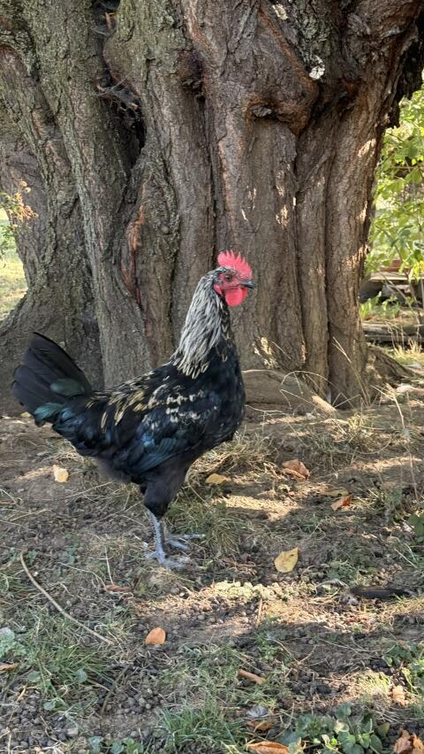 Marans-Junghahn abzugeben