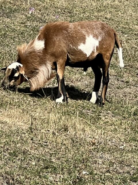Jungbock Barbados Blackbelly