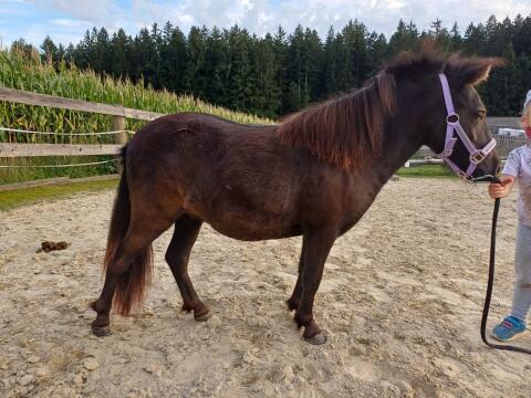 Shetty-Jährling-Stute