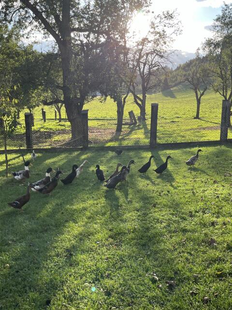 Enten, Laufenten, Schneckenfresser, Küken