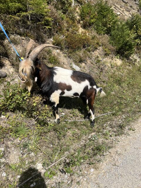 Tauernscheckenbock