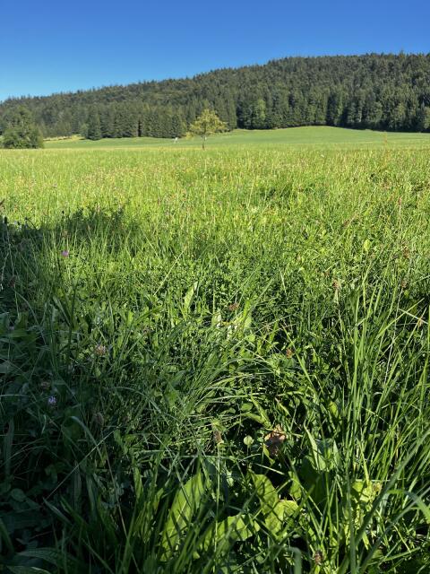 Schöne ungedüngte Wiese zur Beweidung