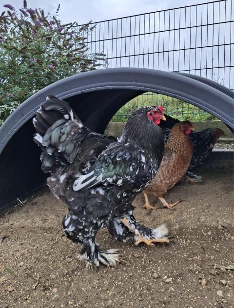 Zahmer Brahma-Hahn sucht neues Zuhause!