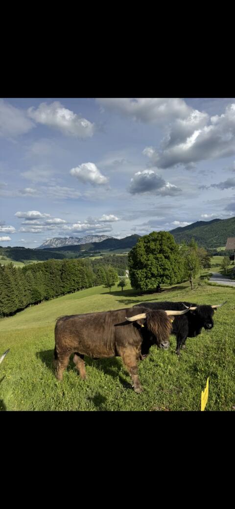 Hochlandrind