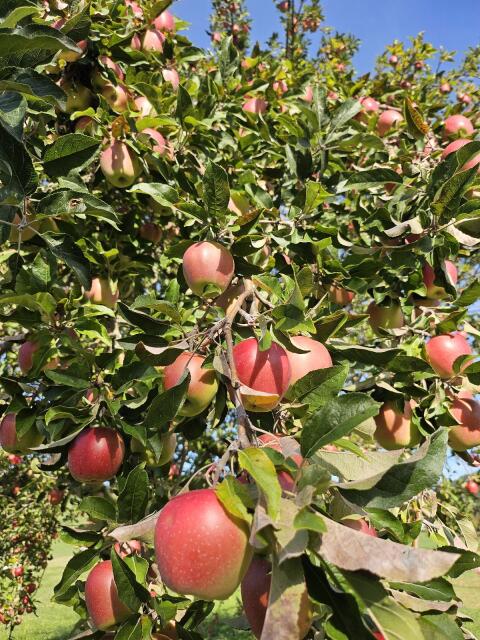 Apfel, Speiseapfel, Tafelapfel
