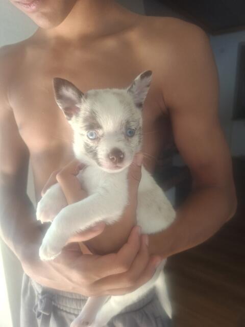 Pomchi-Welpen