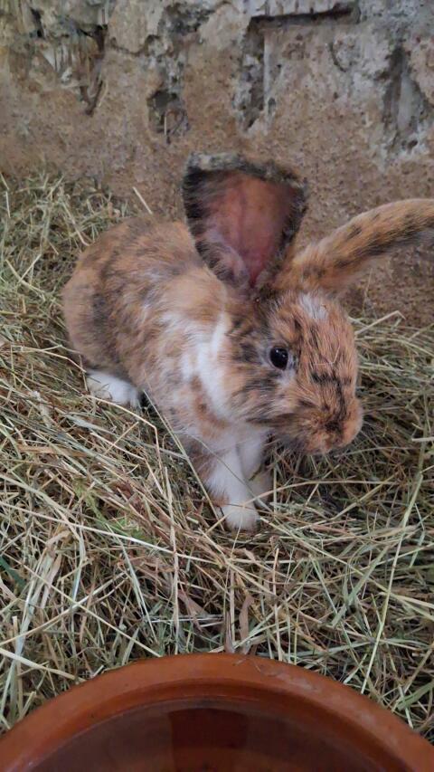 Hasen